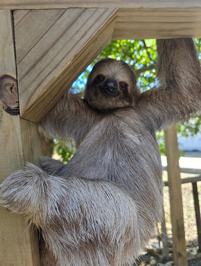 Roatan zip line and sloths tour